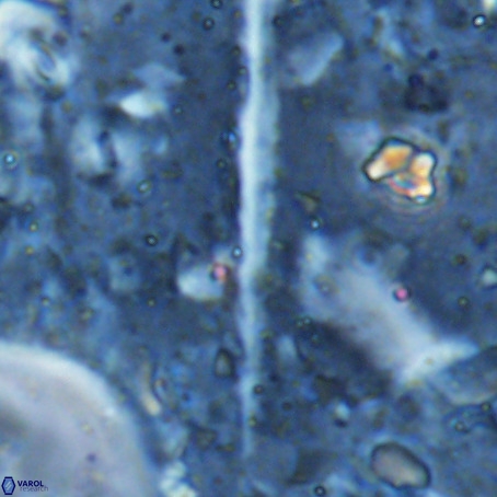 Velonalithus rioi VR 16600