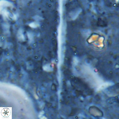 Velonalithus rioi VR 16600