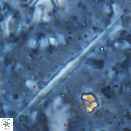 Velonalithus rioi VR 16601