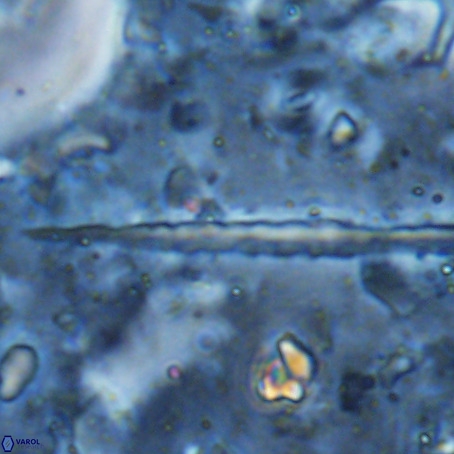 Velonalithus rioi VR 16602