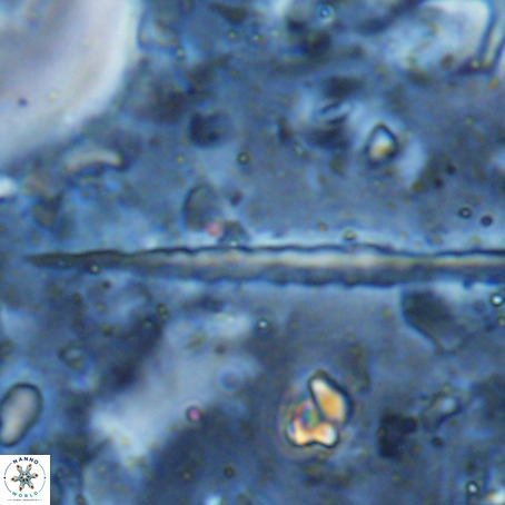Velonalithus rioi VR 16602