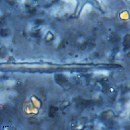 Velonalithus rioi VR 16603