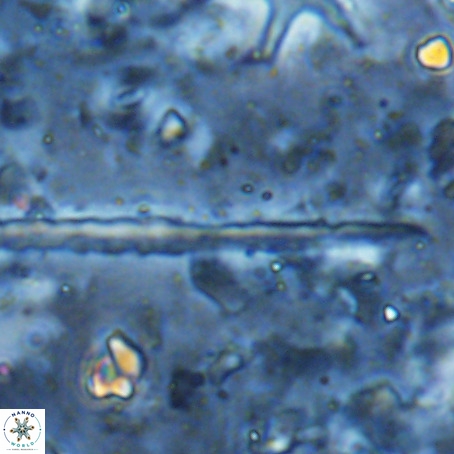 Velonalithus rioi VR 16603