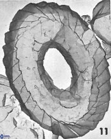 W ovata
