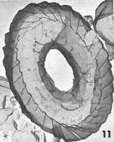 Watznaueria martelae 38944