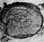 Watznaueria angustoralis VR 23833