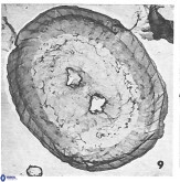 Watznaueria biporta 4227