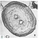 Watznaueria biporta 4227