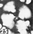 Watznaueria cynthae 36410