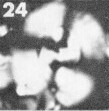 Watznaueria cynthae 36410
