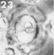 Watznaueria cynthae 36410