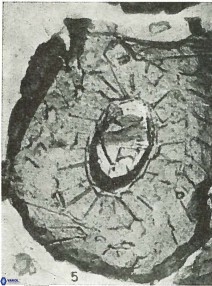 Ellipsagelosphaera communis 3823