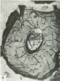 Ellipsagelosphaera communis 3823