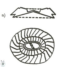 Ellipsagelosphaera communis 3823