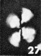 Watznaueria diaphanae 2743