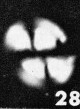 Watznaueria diaphanae 2743