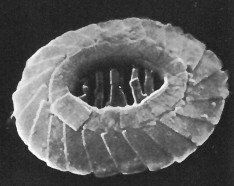 W fasciata