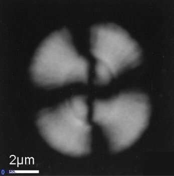 Watznaueria leesiae VR 21483