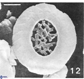 Watznaueria rawsonii 2793