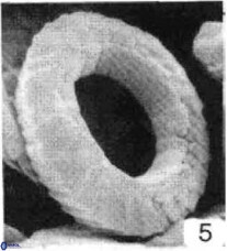Watznaueria tubulata 9242