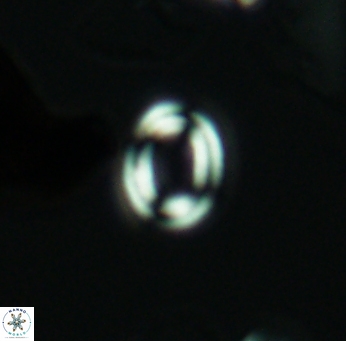Watznaueria tubulata 2665