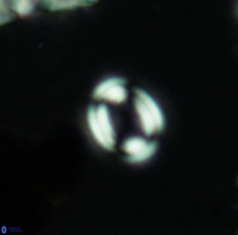 Watznaueria tubulata 2668