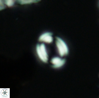Watznaueria tubulata 2668