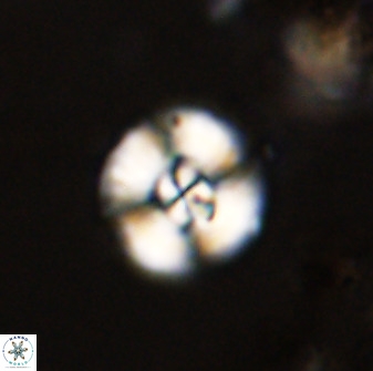 Watznaueria angustoralis 48270