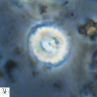 Watznaueria angustoralis 48278
