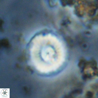 Watznaueria angustoralis 48279