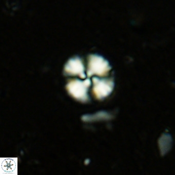 Watznaueria angustoralis VR 12921