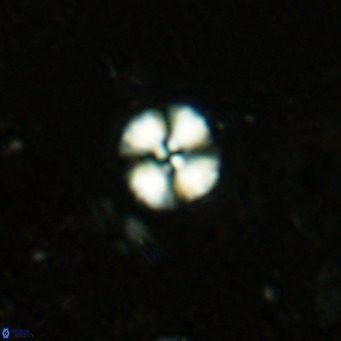 Watznaueria angustoralis VR 12923