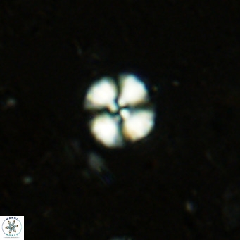 Watznaueria angustoralis VR 12923