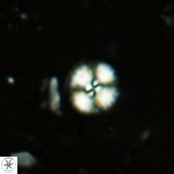 Watznaueria angustoralis VR 12925