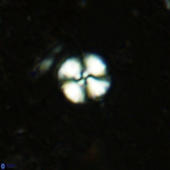 Watznaueria angustoralis VR 12927