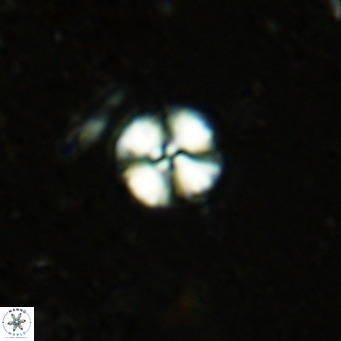 Watznaueria angustoralis VR 12927