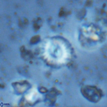 Watznaueria angustoralis VR 14406