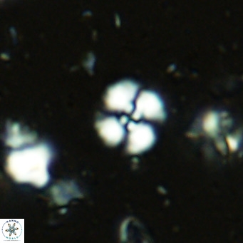 Watznaueria angustoralis VR 14393