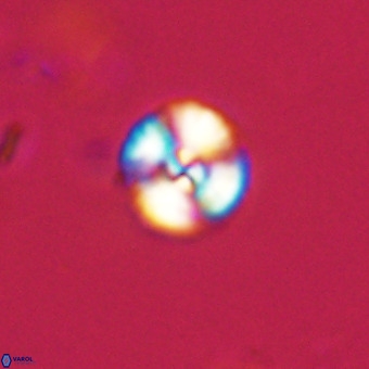 Watznaueria angustoralis VR 23826