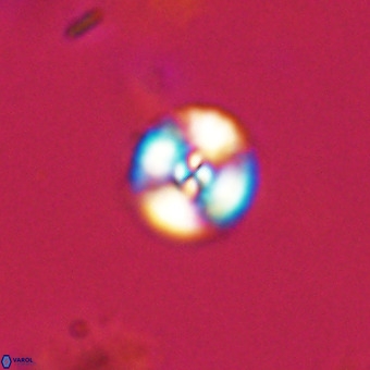 Watznaueria angustoralis VR 23828