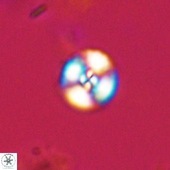 Watznaueria angustoralis VR 23828
