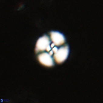 Watznaueria angustoralis VR 23829