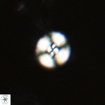 Watznaueria angustoralis VR 23829