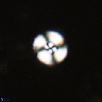 Watznaueria angustoralis VR 23830