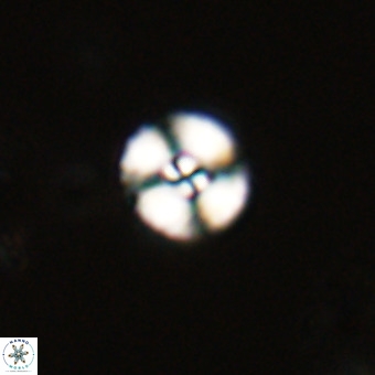 Watznaueria angustoralis VR 23830