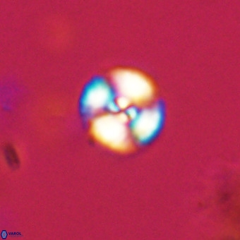 Watznaueria angustoralis VR 23831