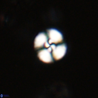 Watznaueria angustoralis VR 23833