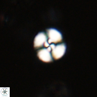 Watznaueria angustoralis VR 23833