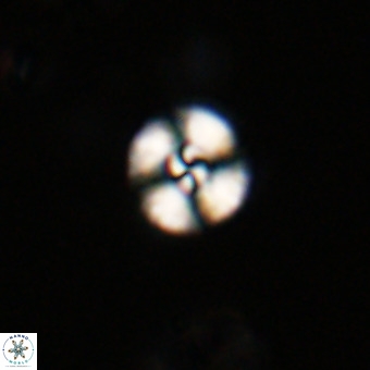 Watznaueria angustoralis VR 23834