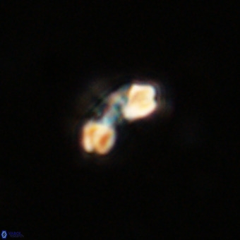 Watznaueria angustoralis VR 23835